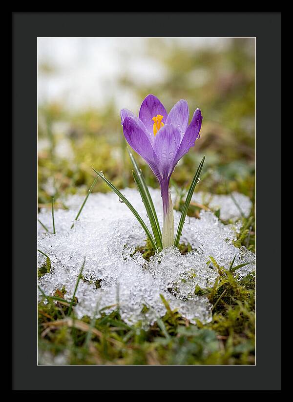 Spring Crocus Emerging From Snow