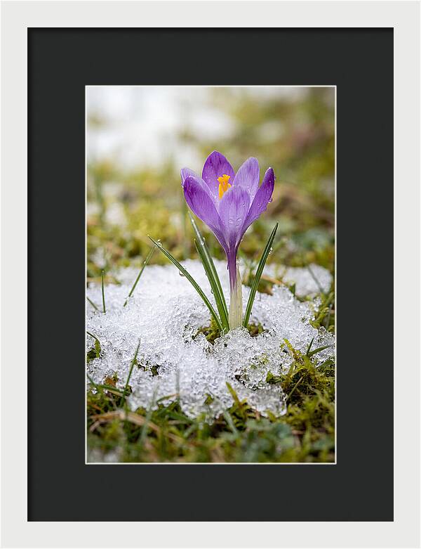 Spring Crocus Emerging From Snow