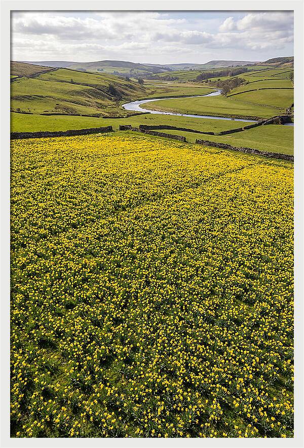 Spring Daffodils Blooming Brightly