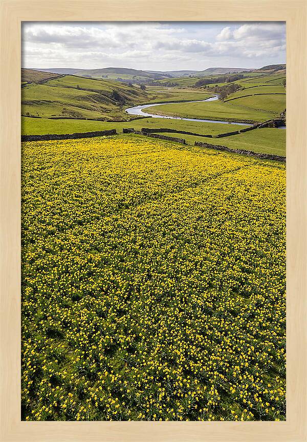 Spring Daffodils Blooming Brightly
