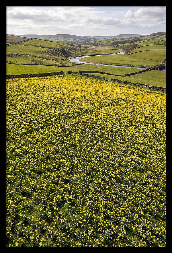 Spring Daffodils Blooming Brightly