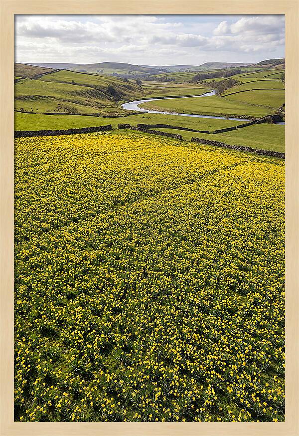 Spring Daffodils Blooming Brightly