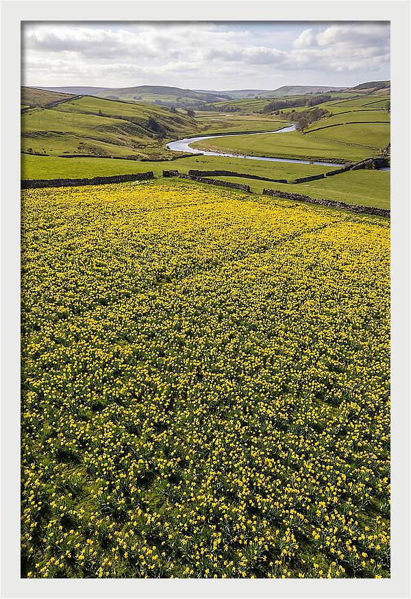 Spring Daffodils Blooming Brightly