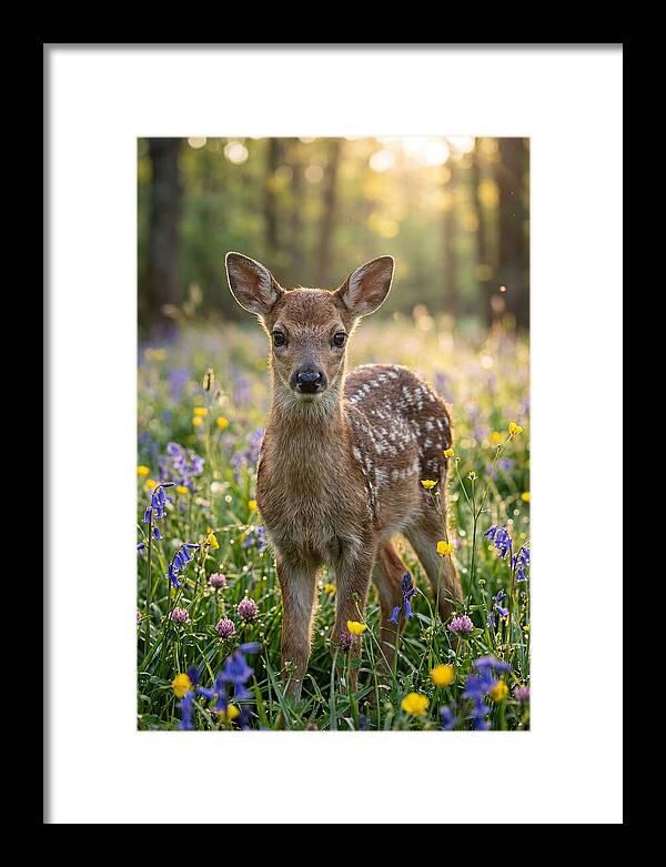 Spring Fawn In Bloom