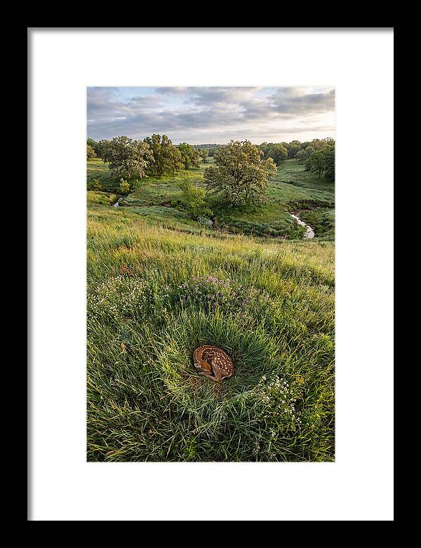 Spring Fawn Nestled In Grass