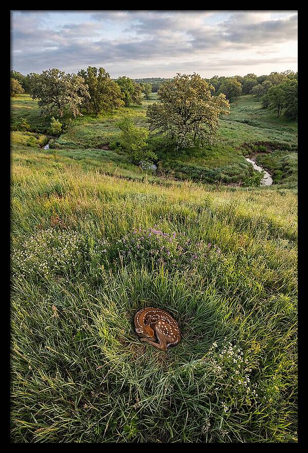 Spring Fawn Nestled In Grass