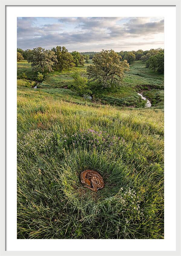 Spring Fawn Nestled In Grass