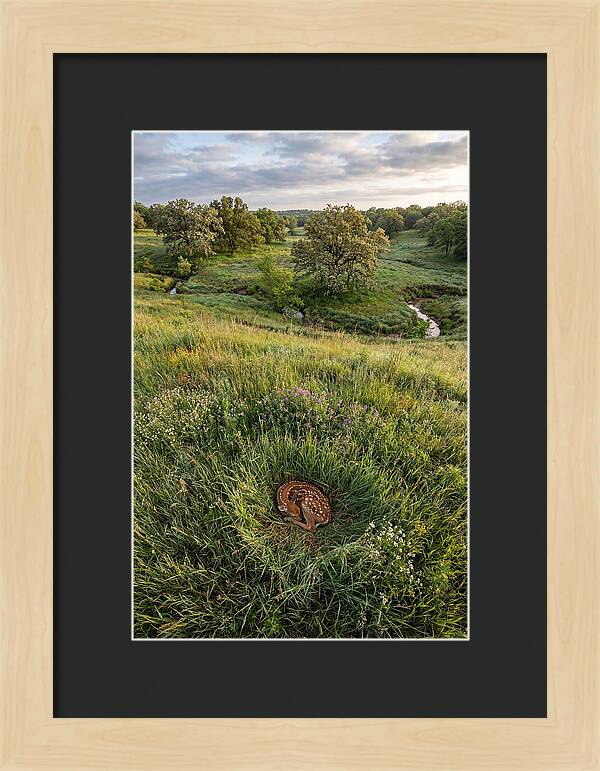 Spring Fawn Nestled In Grass
