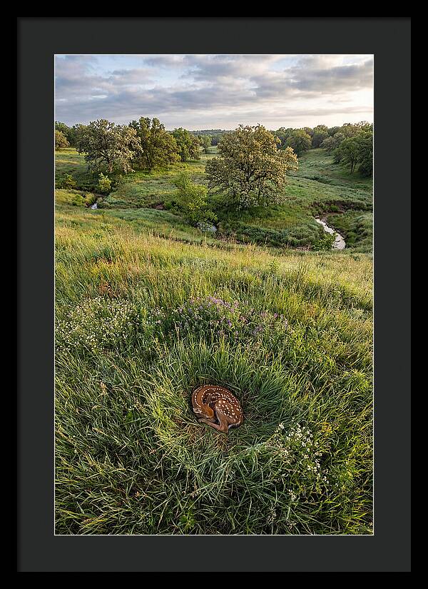 Spring Fawn Nestled In Grass