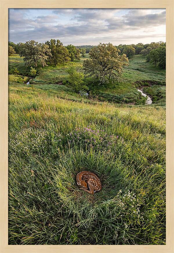Spring Fawn Nestled In Grass