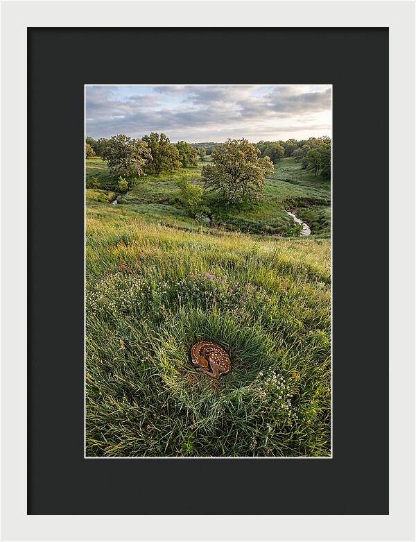 Spring Fawn Nestled In Grass