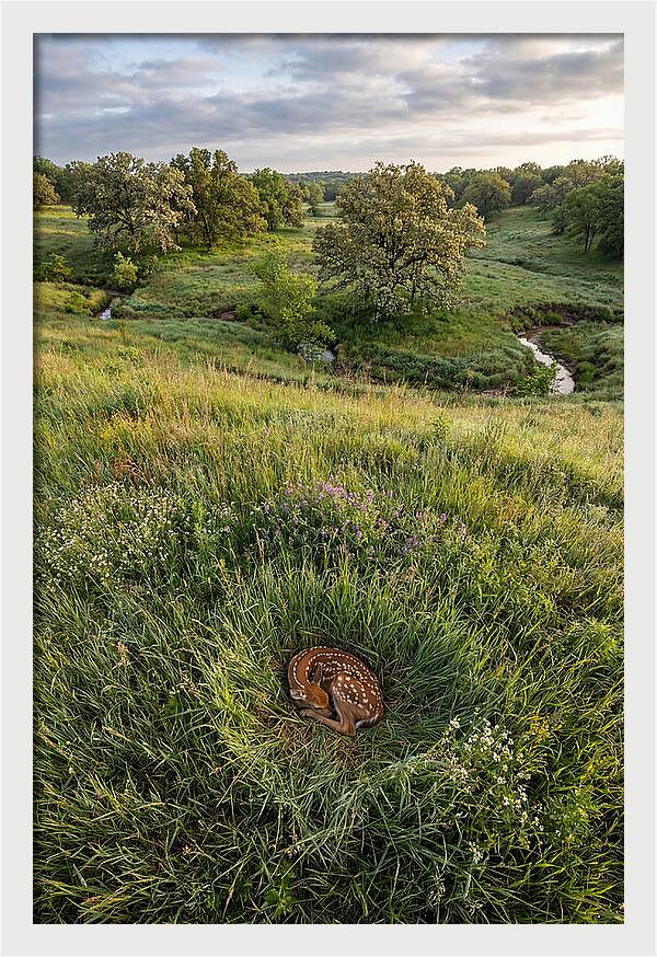 Spring Fawn Nestled In Grass