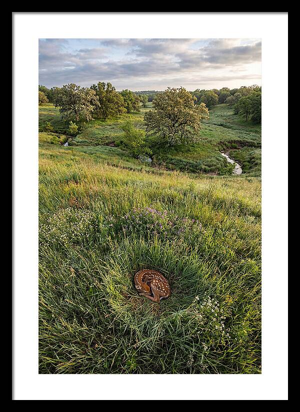 Spring Fawn Nestled In Grass