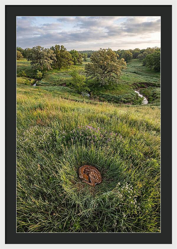 Spring Fawn Nestled In Grass