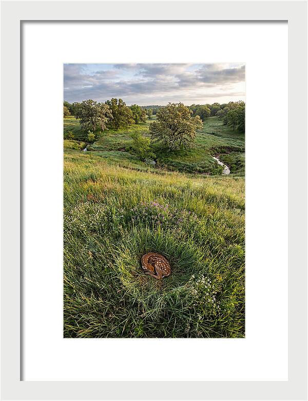 Spring Fawn Nestled In Grass