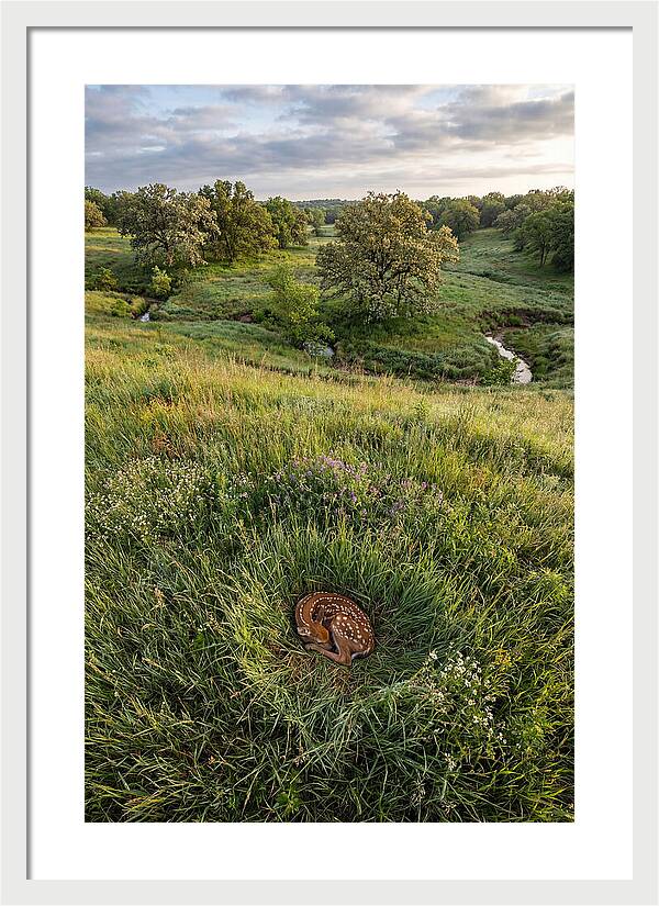Spring Fawn Nestled In Grass