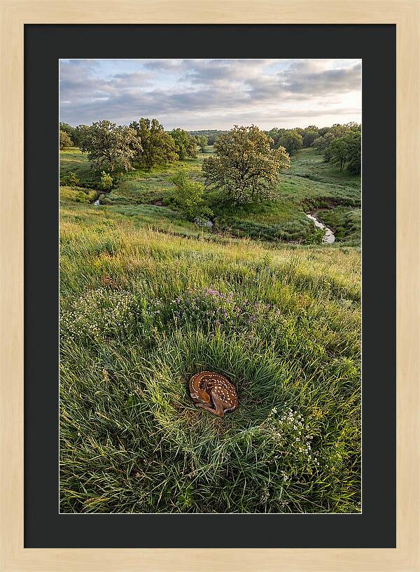 Spring Fawn Nestled In Grass