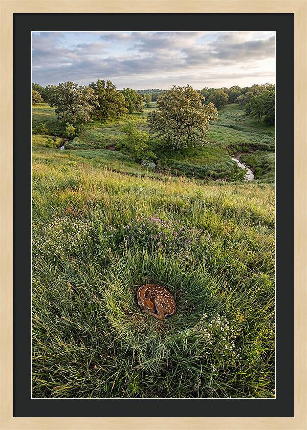 Spring Fawn Nestled In Grass