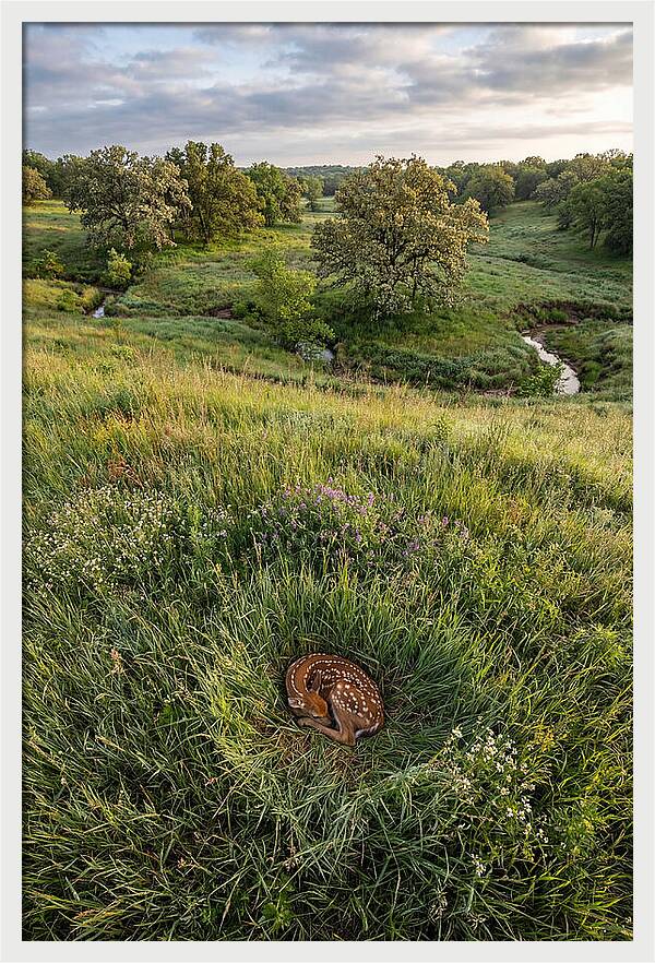 Spring Fawn Nestled In Grass