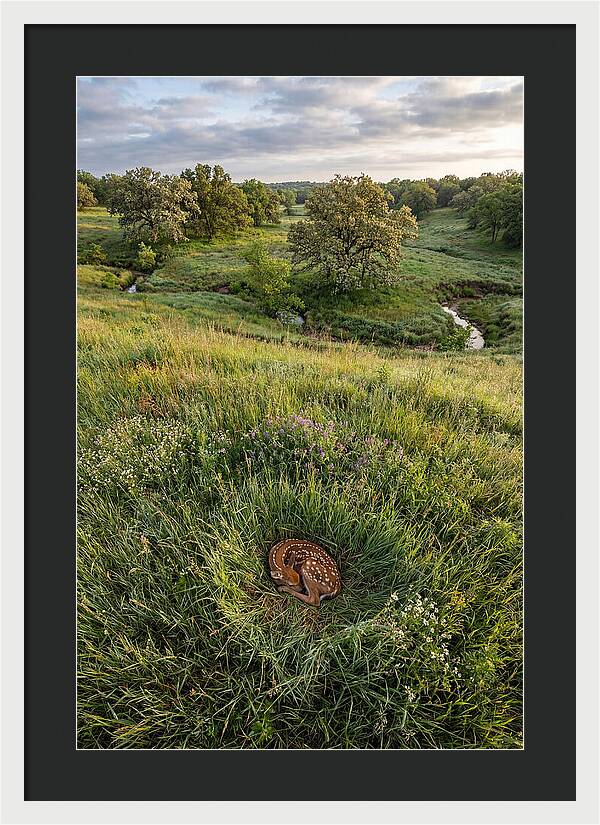 Spring Fawn Nestled In Grass