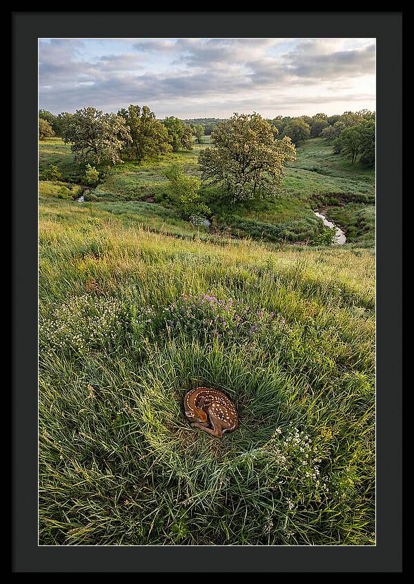 Spring Fawn Nestled In Grass
