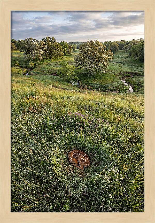 Spring Fawn Nestled In Grass