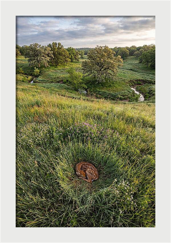 Spring Fawn Nestled In Grass