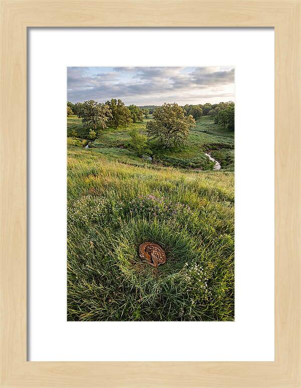 Spring Fawn Nestled In Grass