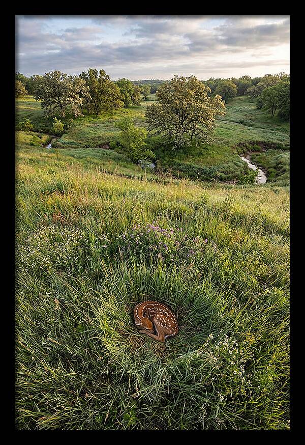 Spring Fawn Nestled In Grass