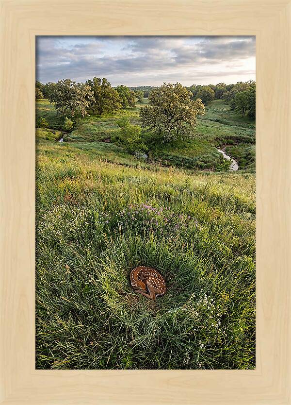 Spring Fawn Nestled In Grass