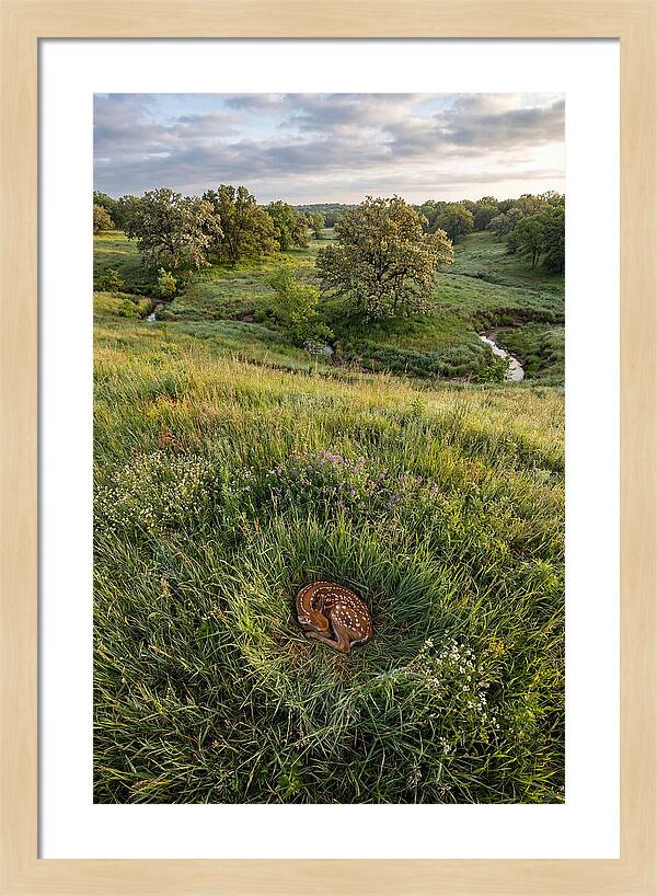 Spring Fawn Nestled In Grass