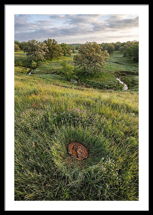 Spring Fawn Nestled In Grass