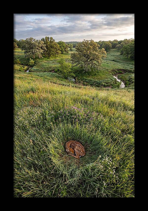 Spring Fawn Nestled In Grass