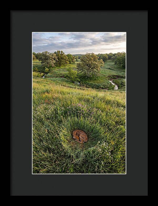 Spring Fawn Nestled In Grass