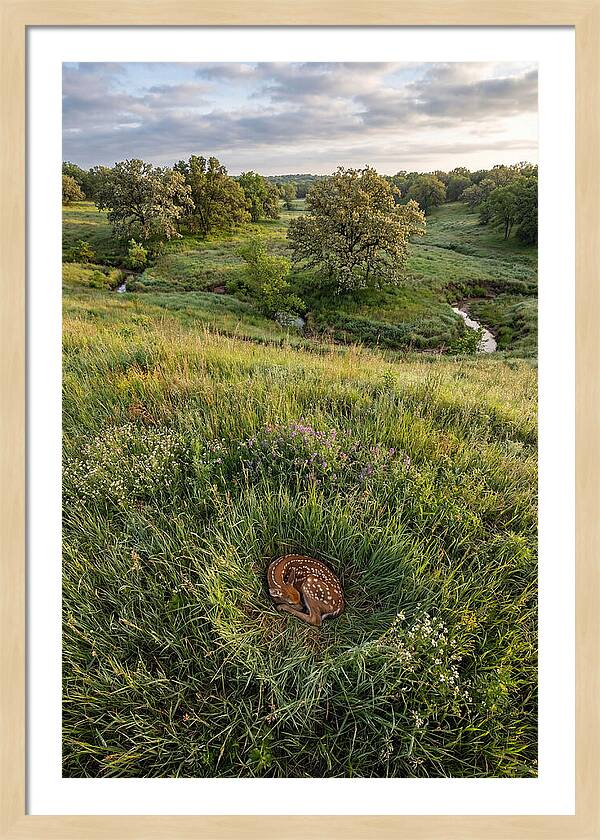 Spring Fawn Nestled In Grass