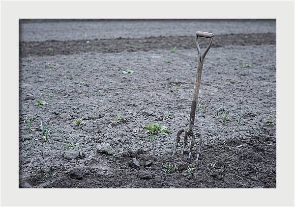 Spring Garden Fork In Freshly Turned Soil