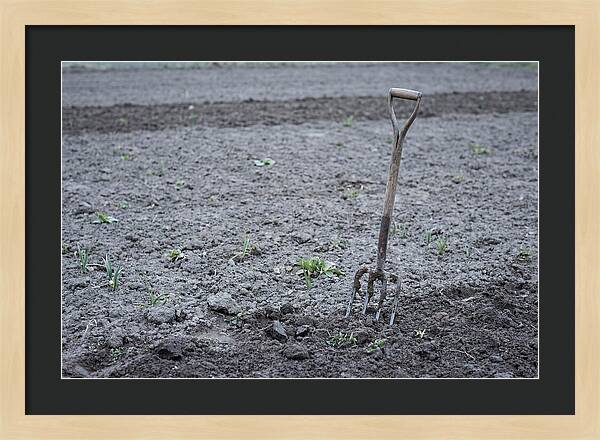 Spring Garden Fork In Freshly Turned Soil
