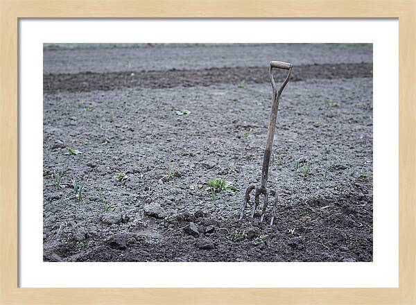 Spring Garden Fork In Freshly Turned Soil