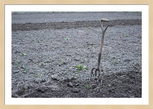 Spring Garden Fork In Freshly Turned Soil