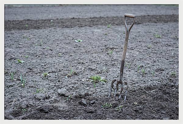 Spring Garden Fork In Freshly Turned Soil
