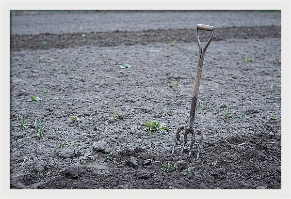 Spring Garden Fork In Freshly Turned Soil