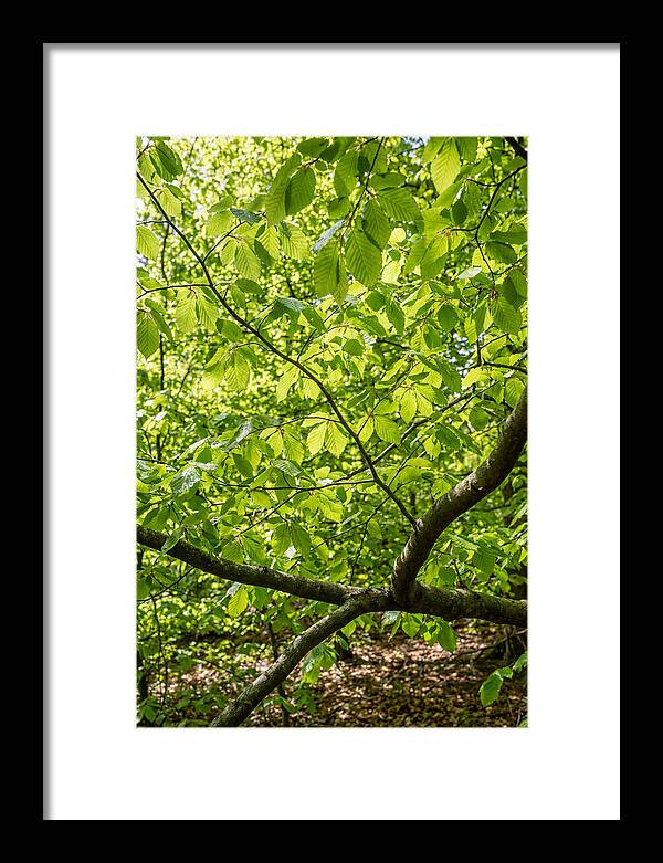 Spring Green Canopy