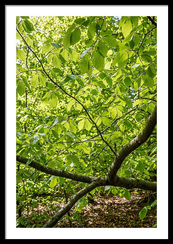 Spring Green Canopy