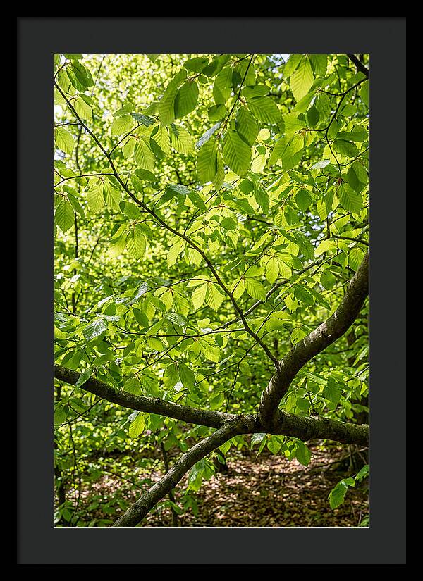 Spring Green Canopy