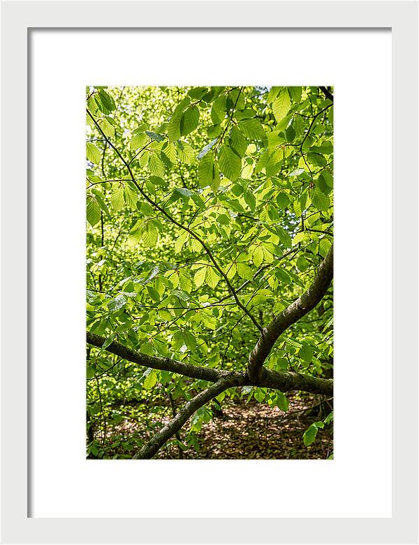 Spring Green Canopy