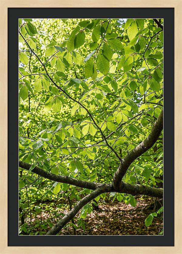 Spring Green Canopy