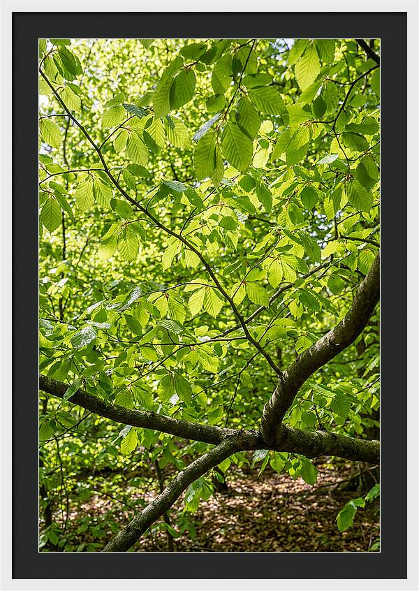 Spring Green Canopy