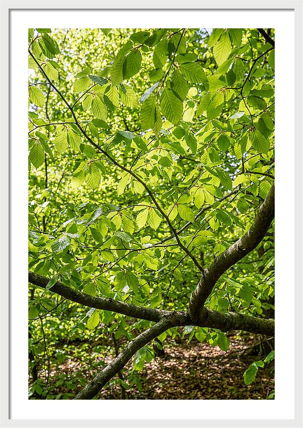 Spring Green Canopy