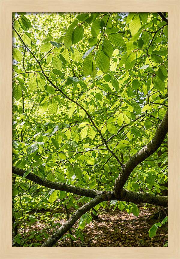 Spring Green Canopy