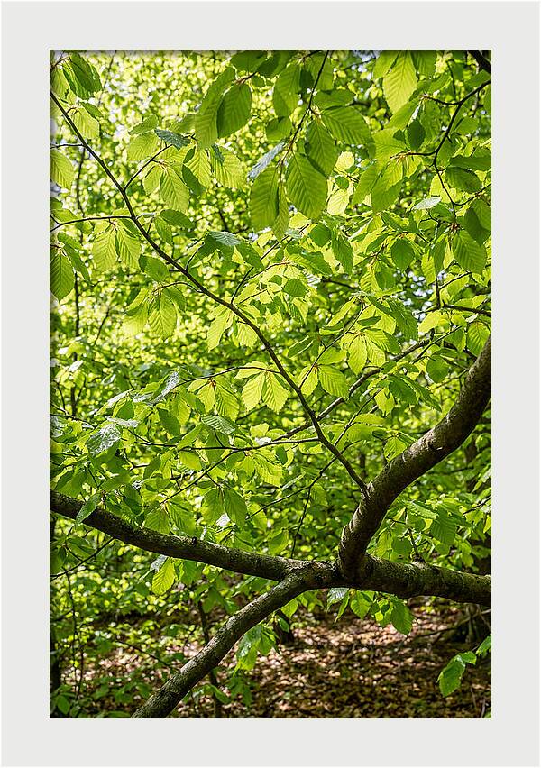 Spring Green Canopy